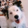 aussiemomnc